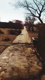 Dirt road along bare trees on field