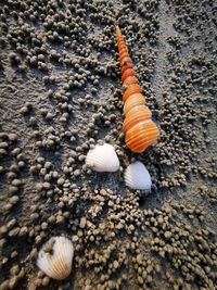 Close-up of seashell on rock