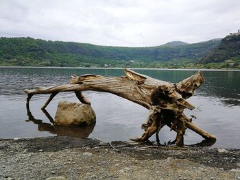 Driftwood on beach against sky