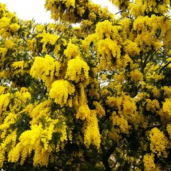 Yellow flowers growing on tree