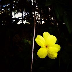 Close-up of yellow flower