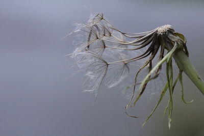 Close-up of wilted plant against white background