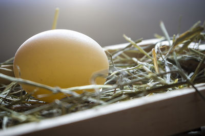 Close-up of eggs in nest