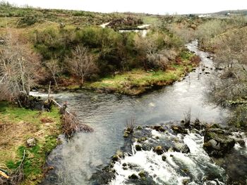 Scenic view of river flowing through forest