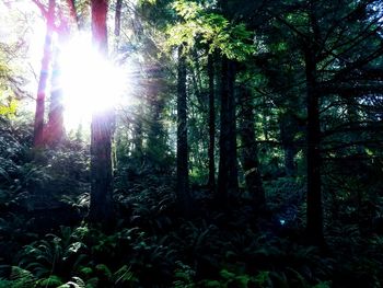 Low angle view of trees in forest