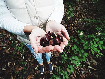 High angle view of hand holding apple on field