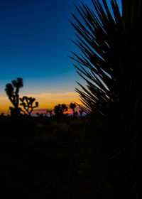 Palm trees against sky at sunset