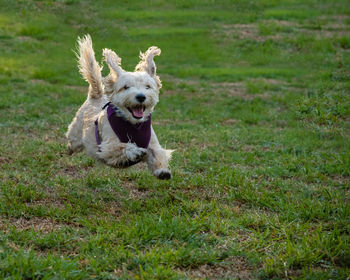 Dog on grass