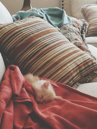 Close-up of cat sleeping on bed at home