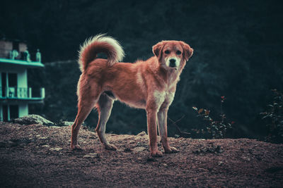 Portrait of dog standing outdoors