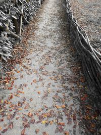 Surface level of fallen leaves on footpath