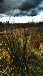 Close-up of grass on field against sky