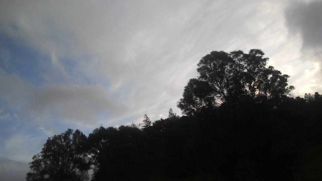 tree, sky, nature, silhouette, low angle view, beauty in nature, growth, no people, cloud - sky, tranquility, outdoors, scenics, day