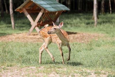 Portrait of a spotted deer in the forest