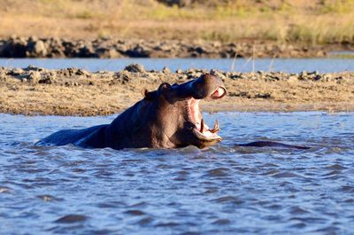 View of horse in the river