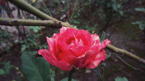 Close-up of red flower blooming outdoors