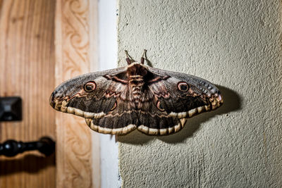 Close-up of moth