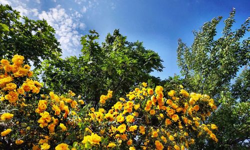 Low angle view of flower tree against blue sky
