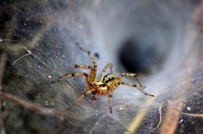 Close-up of spider