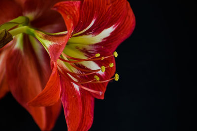 Close-up of red rose against black background