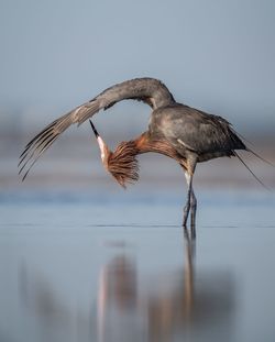 Reddish egret in lake against sky