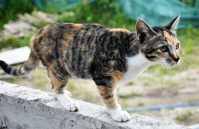 Close-up of a cat