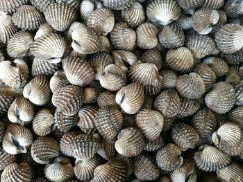 Full frame shot of cockles