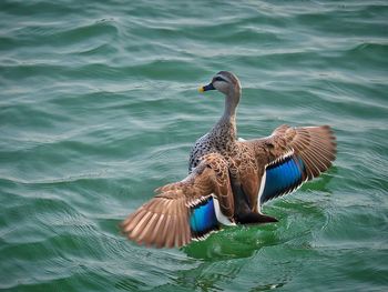 Bird flying over lake