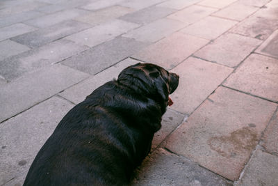 High angle view of dog on footpath