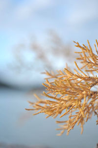 Close-up of plant in winter