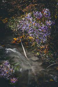 Close-up of purple flowering plants in water