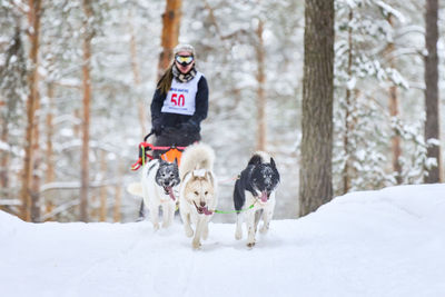 Two dogs on snow covered land