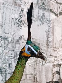 Close-up of a bird against wall