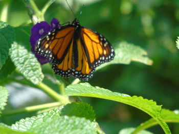 Close-up of butterfly on leaf