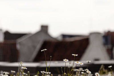 Close-up of flowers growing outdoors