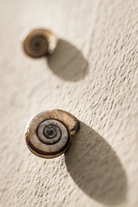 Close-up of snail