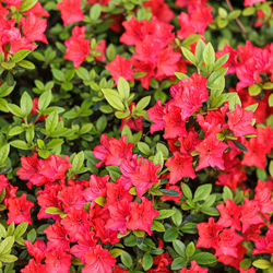 Close-up of pink flowering plants