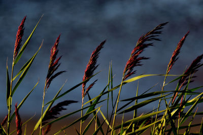 Close-up of fresh plants against sky