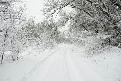 Trees on snow covered landscape