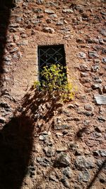 Close-up of window