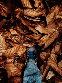 Walking on a pile of beautiful golden brown leaves