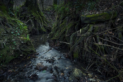 Stream flowing through rocks in forest