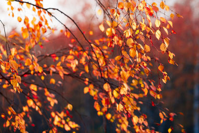 Close-up of autumnal leaves against blurred background