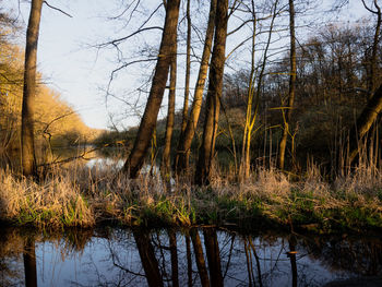 Reflection of trees in lake