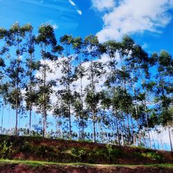 Low angle view of trees on field against sky