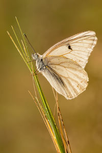 Close-up of butterfly on flower