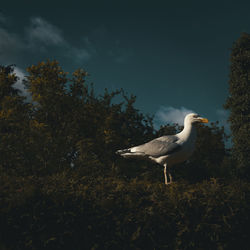 Seagull perching on a field