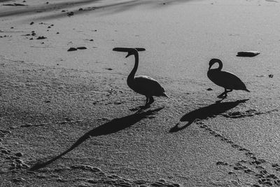 Birds on sand