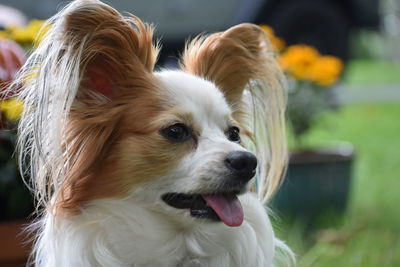 Close-up of dog looking away