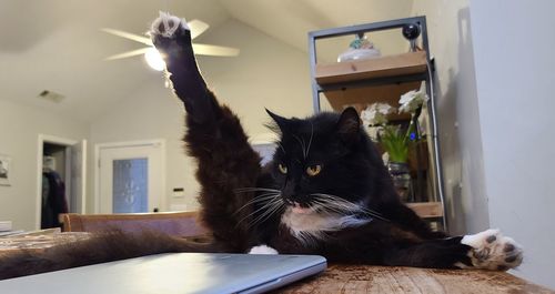 Portrait of cat on table at home